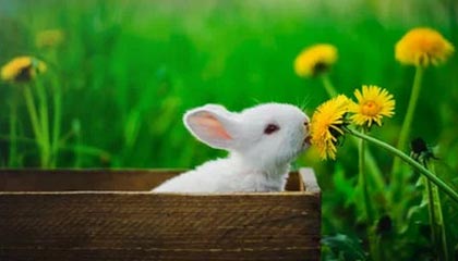 AYX SPORTS-PSG.LGD阵容深度不断增强，psg lgd队服