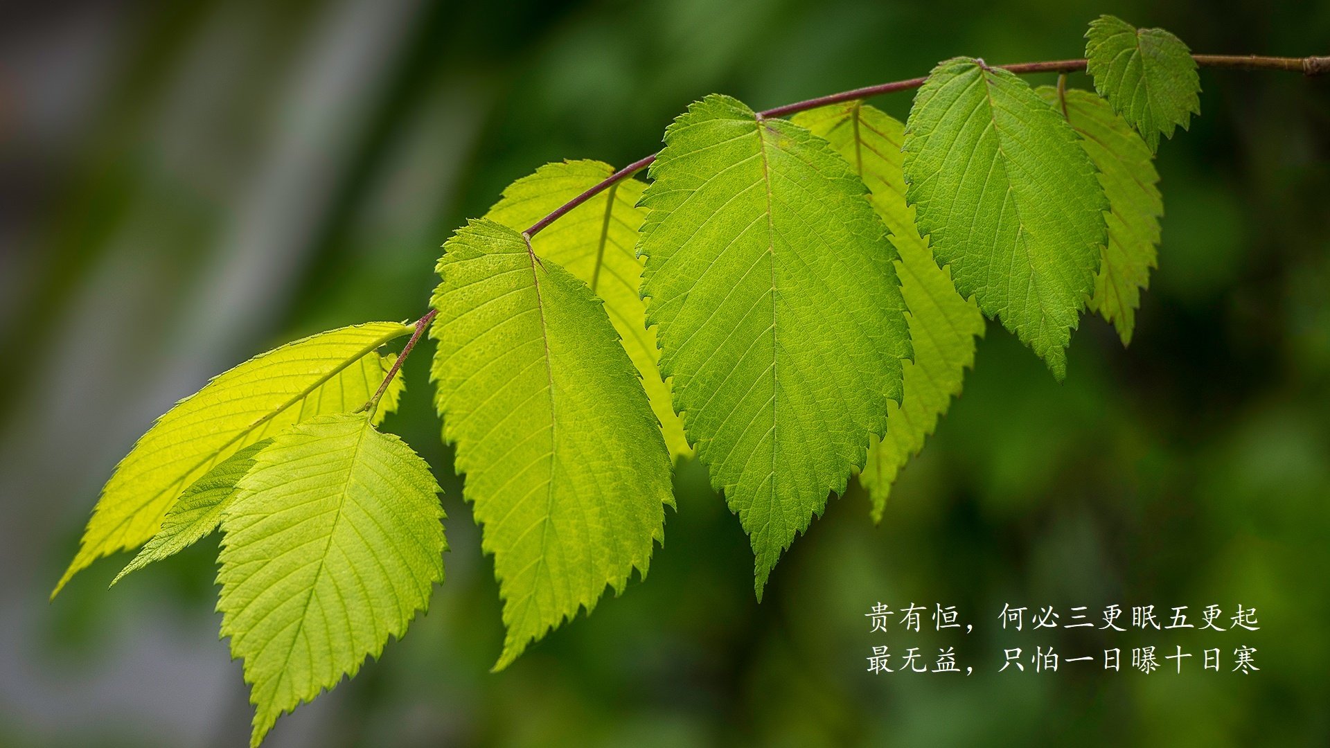 意甲新赛季球队成绩大揭秘，欧冠热门成谜，意甲新赛季前瞻