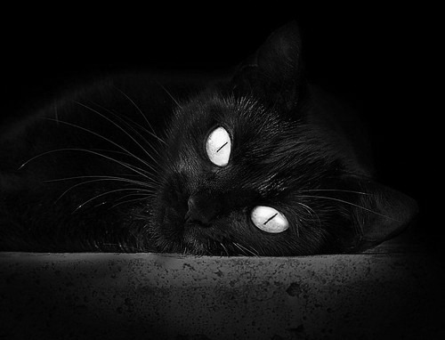 加拿大队未来的机会：如何在亚洲与欧洲强队面前站稳脚跟，加拿大队世界排名