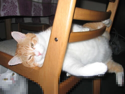 国际乒联混合团体世界杯赛制剖析：德国队如何应对，国际乒联世界巡回赛德国公开赛