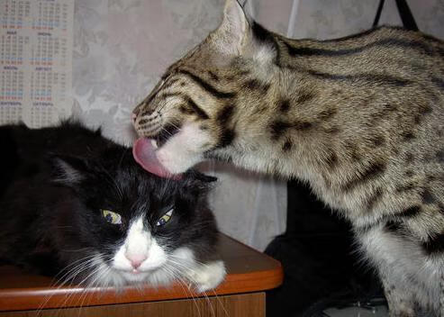 爱游戏综合娱乐-辽宁飞豹在主场展现出极强气势和纪律性，辽宁飞豹队员名单