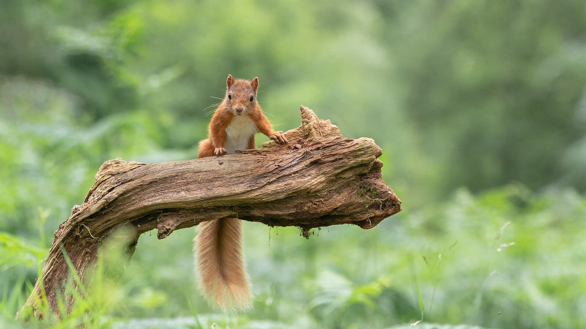 英超激烈争夺：悬念重重，场场精彩！，英超争冠